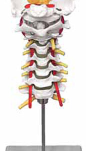 Cervical Spinal Column
