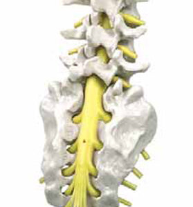 Lumbar Spinal Column with Sacral and Coccyx Bones