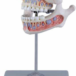 Decidous Teeth Model