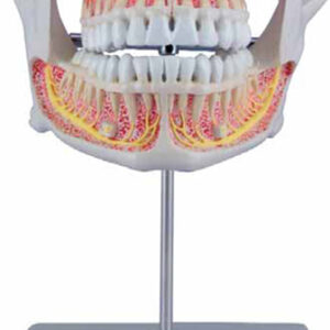 Permanent Teeth Model