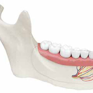 Lower Jaw