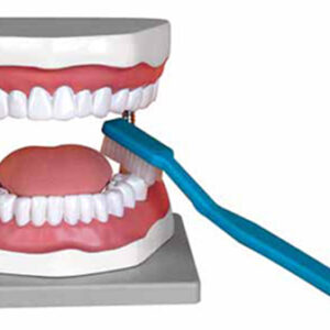 Oral Hygiene Model