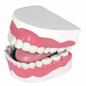 Dental Hygiene Model