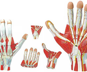 Anatomy of the Hand, 3 Parts