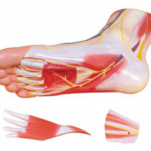 Regional Anatomy of the Foot