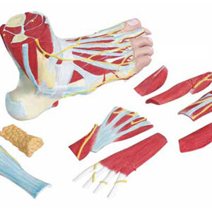 Anatomy of the Foot