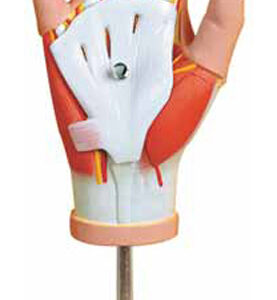 Muscles of Hand