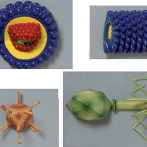 Various Types of Viruses Set of 4