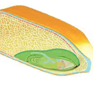 Corn Seed Model, 2 parts