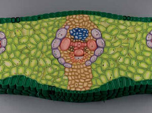 Dicot Herbaceous Stem Section (Heliantus annus)