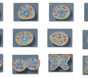 Cell Meiosis Model