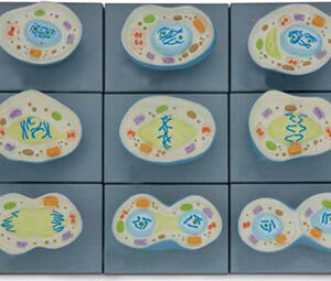 Cell Mitosis Model