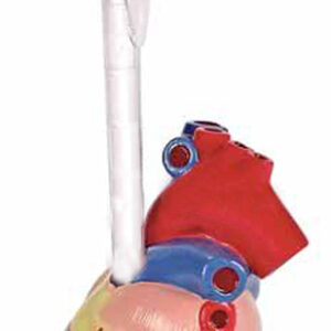 Heart Penholder