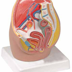 Female Pelvis, 1/2 life size