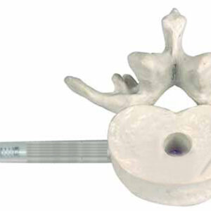 3rd Lumbar Vertebra Penholder life size
