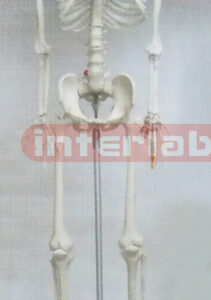GIANT SKELETON 244 CM TALL.