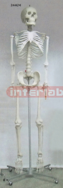 GIANT SKELETON 244 CM TALL.