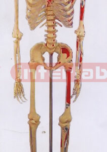 168 CM TALL, ADULT MALE TRANSPARENT CARTILAGE SKELETON MODEL.