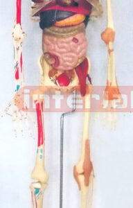 168 CM TALL ADVANCED MULTIFUNCTION DEMONSTRATING SKELETAL MODEL WITTH ORGANS.