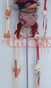 168 CM TALL, ADVANCED COLOURED MULTIFUNCTION DEMONSTRATING HUMAN SKELETAL MODEL.