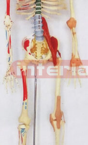 168 CM COLOURED & NUMBERED SKELETON MODEL WITH MULTIFUNCTIONAL DEMONSTRATION AND IRON STAND.