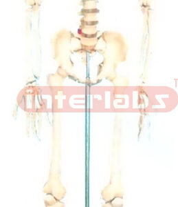 168 CM TALL, ADULT, MALE, BONECOLOUR, INFLEXIBLE SPINE, SKELETON WITH REMOVABLE IRON STAND.