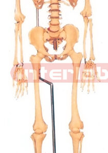 168 CM TALL, ADULT, MALE, CLEAR CARTILAGE, INFLEXIBLE SPINE, SKELETON W/REMOVABLE HANGING IRON STAND