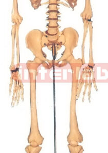 168 CM TALL, ADULT, FEMALE, BONECOLOUR & CLEAR CARTILAGE INFLEXIBLE SPINE, SKELETON W/REMOVABLE IRON STAND.