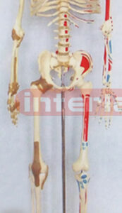 168 CM TALL SKELETON MODEL WITH LEFT HALF COLOURED, RIGHT HALF JOINT LIGAMENTS & NUMBERED.