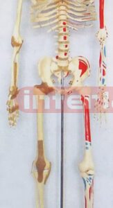 168 CM TALL LEFT HALF MUSCLES PAINTED & RIGHT HALF JOINT LIGAMENTS  & NUMBERED HUMAN SKELETON MODEL