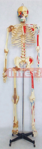 168 CM TALL LEFT HALF MUSCLES PAINTED & RIGHT HALF JOINT LIGAMENTS & NUMBERED HUMAN SKELETON MODEL