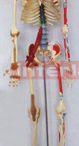 168 CM TALL COLOURED, NUMBERED & HEALTH HUMAN SKELETAL MULTIFUNCTIONAL MODEL.