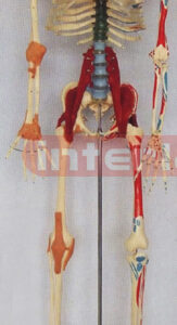 168 CM TALL MULTI-FUNCTION DEMONSTRATING, HUMAN SKELETAL TORSO MODEL