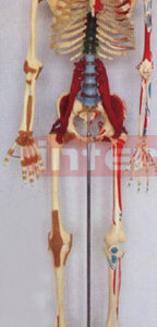 168 CM TALL, MULTI-FUNCTION DEMONSTRATING, HUMAN SKELETAL TORSO MODEL