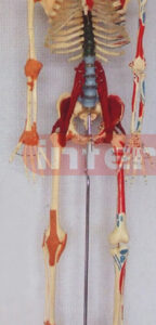 168 CM TALL, MULTI-FUNCTION DEMONSTRATING, HUMAN SKELETAL TORSO MODEL