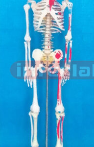 65CM TALL, ADULT, BONECOLOUR CARTILAGE, INFLEXIBLE VERT, LEFT MUSCLE ATTACHMENTS WITH PAINTS, NUMBERED SKELETON WITH REMOVABLE LUXURY STAND.