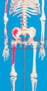 85 CM, TALL ADULT, CLEAR, CARTILAGE, INFLEXIBLE VERT, LEFT MUSCLE. ATTACHMENTS WITH PAINTS, NUMBERED SKELETON WITH REMOVABLE PLASTIC STAND AND DISSECTIBlE ARM / FOOT.