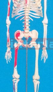 168CM TALL, MALE, ADULT, CLEAR CARTILAGE, INFLEXIBLE SPINE, LEFT MUSCLE ATTACHMENTS WITH PAINTS, NUMBERED SKELETON WITH REMOVABLE IRON HANGING STAND.