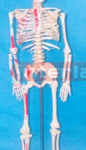85CM TALL, ADULT, CLEAR CARTILAGE, INFLEXIBLE VERT, LEFT MUSCLE ATTACHMENTS WITH PAINTS, NUMBERED SKELETON WITH REMOVABLE HANGING STAND AND DISSECTIBlE ARM / FOOT.