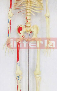 168 CM RIGHT HALF MUSCLES COLOURED & NUMBERED SKELETON MODEL WITH IRON STAND.