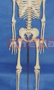 BIG STANDARD HUMAN SKELETON MODEL (LUXURY VERTICAL BASE)