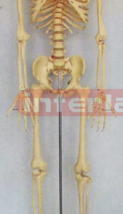 168 CM HUMAN SKELETON MODEL WITH PAINTED SKULL