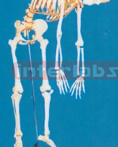 168 CM TALL ADULT MALE CLEAR CARTILAGE, FLEXIBLE SPINE, SKELETON WITH REMOVABLE IRON STAND AND ARM/FOOT AND 3 TEETH DISSECTIBLE.
