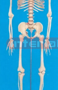 168 CM TALL, ADULT, MALE, CLEAR CARTILAGE, INFLEXIBLE SPINE, SKELETON WITH REMOVABLE STAND