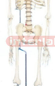 168 CM TALL, MALE, BONECOLOUR CARTILAGE, FLEXIBLE SPINE, SKELETON, WITH HANGING LUXURY IRON STAND.