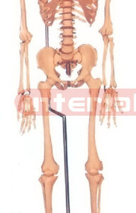 168 CM TALL, ADULT, MALE, CLEAR CARTILAGE NUMBERED INFLEXIBLE SPINE, SKELETON WITH REMOVABLE HANGING IRON STAND.