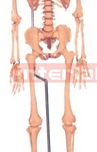 168 CM TALL, ADULT MALE, CLEAR CARTILAGE FLEXIBLE SPINE, BONECOLOUR SKELETON WITH REMOVABLE HANGING IRON STAND AND ARM/FOOT, 3 TEETH DISSECTIBLE.
