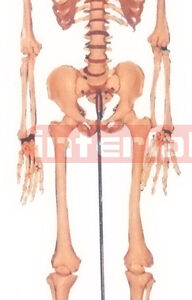 168 CM TALL, ADULT MALE, CLEAR CARTILAGE, BONECOLOUR SKELETON WITH REMOVABLE IRON STAND AND ARM/FOOT, 3 TEETH DISSECTIBLE.