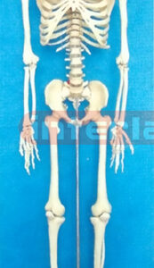 168 CM TALL, ADULT MALE, BONECOLOUR CARTILAGE SKELETON WITH REMOVABLE IRON STAND AND ARM/FOOT AND 3 TEETH DISSECTIBLE.