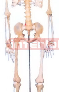 168 CM TALL, ADULT, MALE, FLUORESCENT SKELETON WITH REMOVABLE IRON STAND AND ARM/FOOT, 3 TEETH DISSECTLBLE.